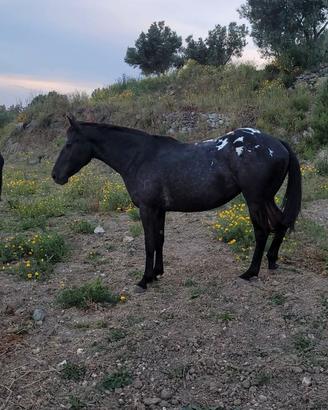Cavalla appaloosa