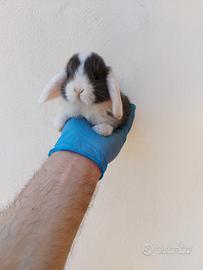 Coniglio nano ariete Pan.da