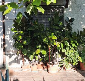 piante ficus
