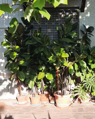 piante ficus