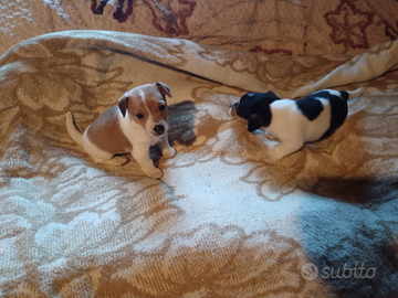 Cuccioli di Jack Russell