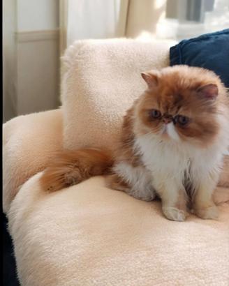 Gatto persiano