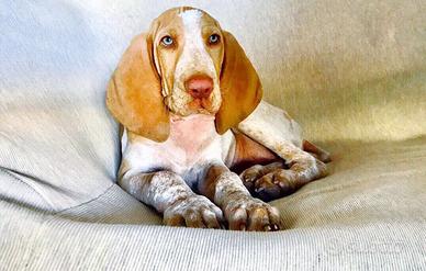 Bracci italiano con pedigree altissima genealogia