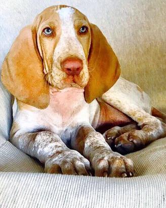 Bracci italiano con pedigree altissima genealogia