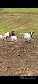 Caprette tibetane