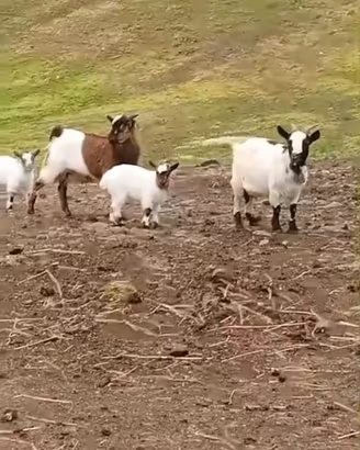 Caprette tibetane