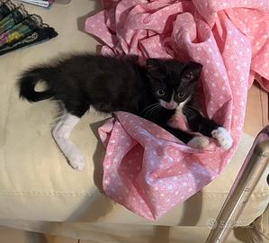 Gattina femmina bianca e nera