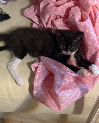 Gattina femmina bianca e nera