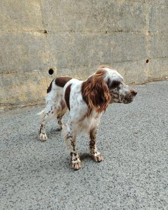 Cane razza setter
