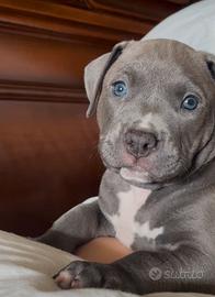 Pitbull ukc occhi azzurri