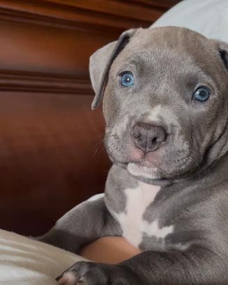 Pitbull ukc occhi azzurri