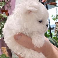 Maltese maschio pedigree ENCI