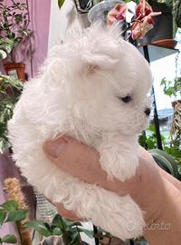 Maltese maschio pedigree ENCI