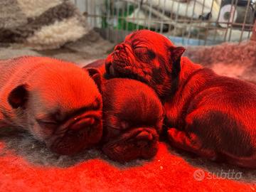 Bouledogue francese