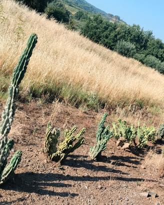 pianta grassa Cereus mostruoso 