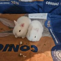Conigli