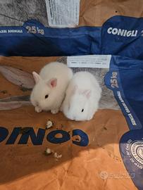 Conigli