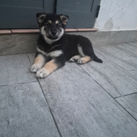 Cuccioli Lupo-Malamute