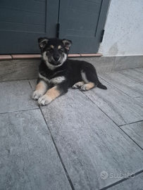 Cuccioli Lupo-Malamute