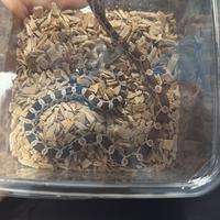 Baby serpente del grano