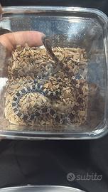 Baby serpente del grano