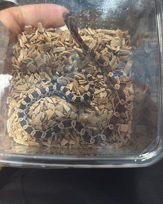 Baby serpente del grano