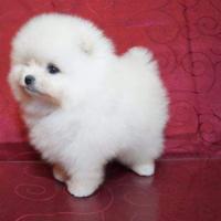 Spitz pomerania toy