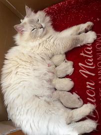 Cuccioli di Ragdoll con Pedigree