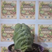 pianta grassa cactus 