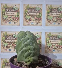 pianta grassa cactus 