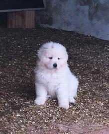 Pastore Maremmano Abruzzese