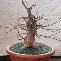 Bonsai / Pre Bonsai Acero Campestre 