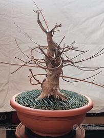 Bonsai / Pre Bonsai Acero Campestre 