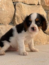 Cavalier King