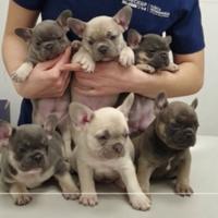 Cuccioli di bulldog francese