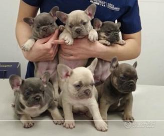 Cuccioli di bulldog francese