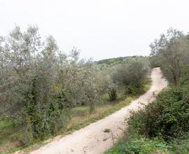 Terreno comune di Baschi / Orvieto