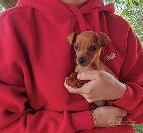 Cucciolo di Pinscher