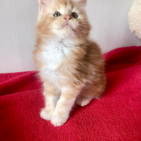 Maschietti di Maine Coon XXL con pedigree Anfi