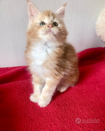 Maschietti di Maine Coon XXL con pedigree Anfi
