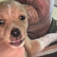 Cucciolo femmina di 3 mesi