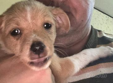 Cucciolo femmina di 3 mesi