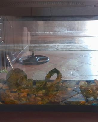 acquario Tetra 54 litri