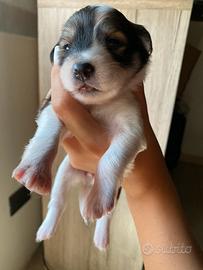 Cuccioli in adozione