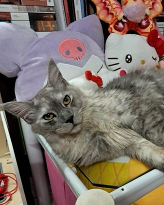 Maine coon 1 anno intero