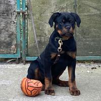 Cuccioloni di Rottweiler