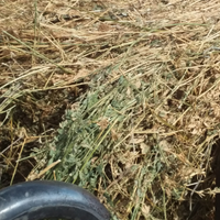 Fieno di erba medica 3° taglio