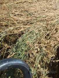Fieno di erba medica 3° taglio