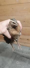Quaglie