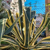 Agave americana variegata